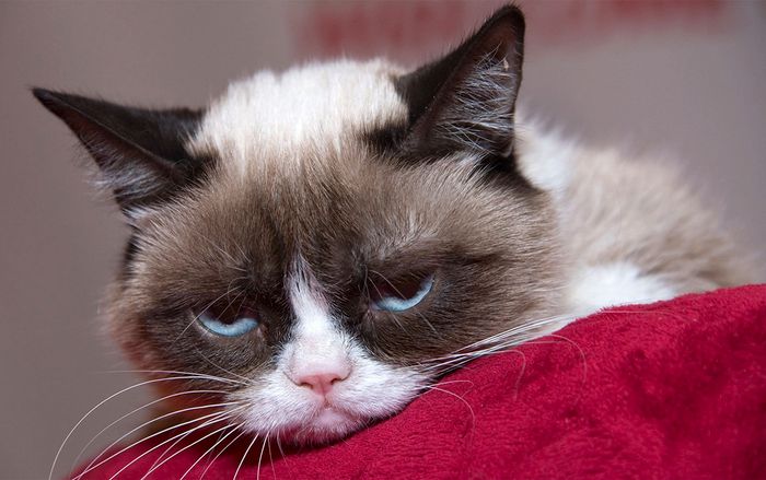 Cô mèo Grumpy Cat với Instagram có hơn 8 triệu người theo dõi vừa qua đời