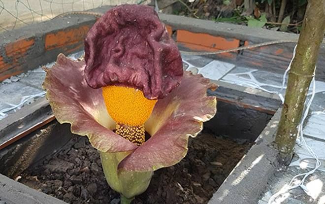 Người dân kéo nhau xem hoa Nưa chuông nở ở Kiên Giang