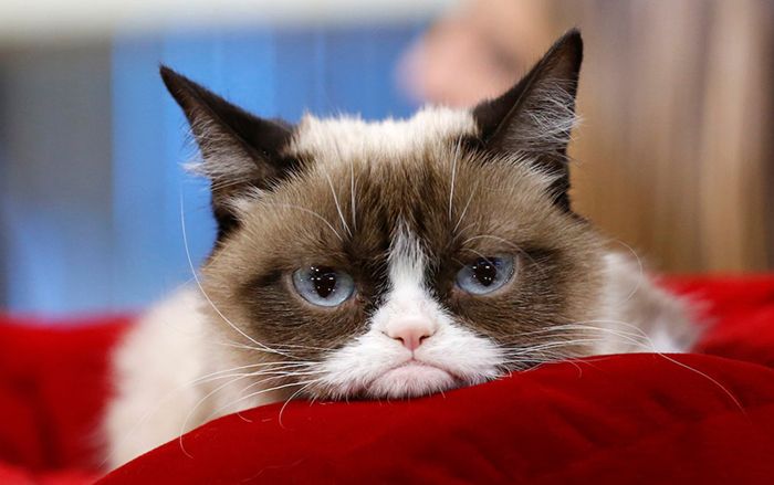Chú mèo cau có được hàng triệu người yêu thích trong meme Grumpy Cat qua đời