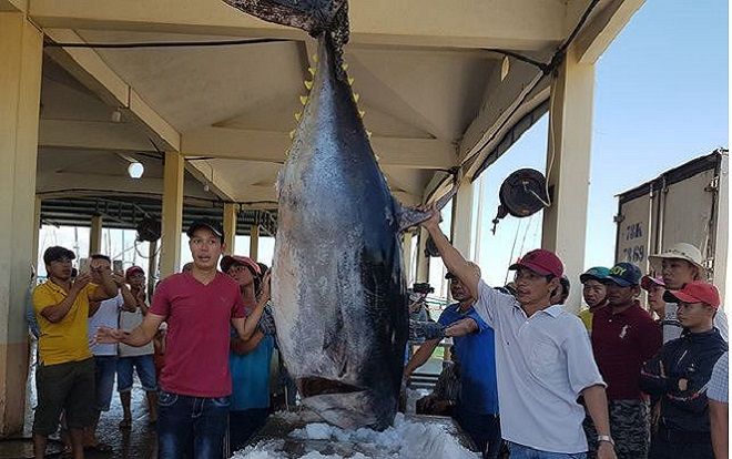 Ngư dân Phú Yên 'trúng đậm', liên tục câu được cá ngừ vây xanh trọng lượng 'khủng'