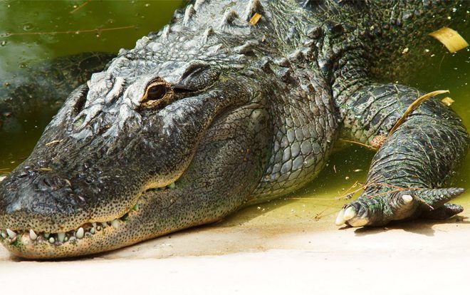 Người đàn ông tử vong do bị cá sấu cắn đứt dương vật