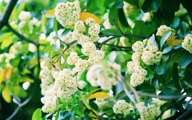 Hà Nội những ngày hoa sữa trái mùa: Nắng đó, nóng đó nhưng cũng lắm tinh khôi!