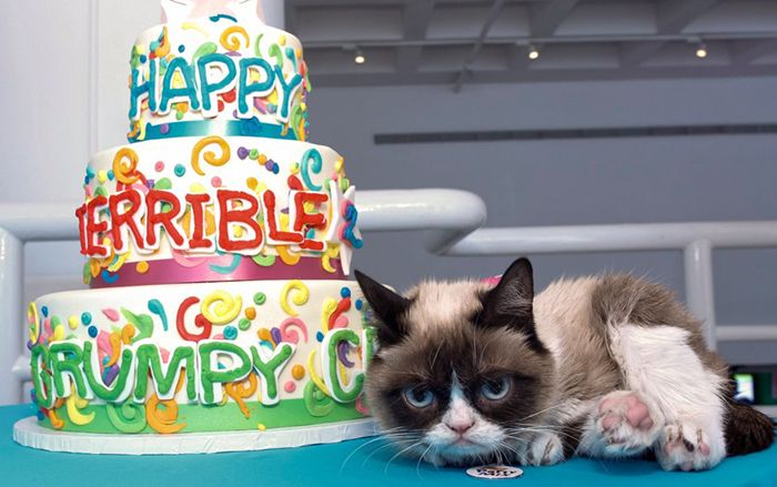 23 tấm ảnh cho thấy cuộc đời rực rỡ của chú mèo cau có Grumpy Cat