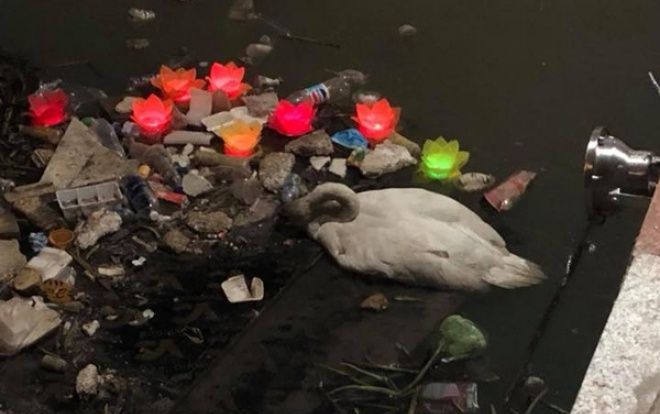 Xót xa hình ảnh thiên nga trắng nằm gục trên bãi rác sông Tam Bạc nghi đuối sức do nắng nóng và bội thực