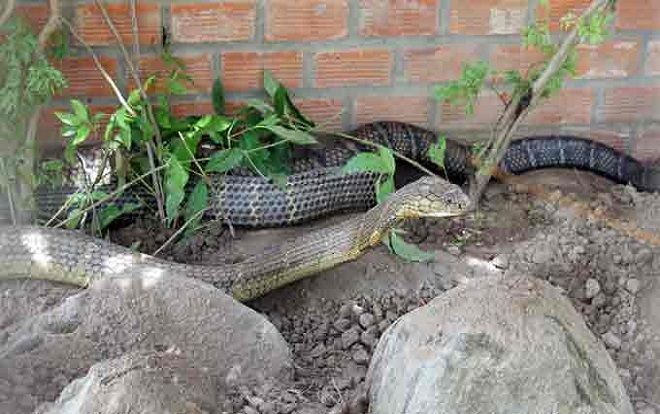 Đã có phương án xử lý cặp rắn hổ mây 'khổng lồ' được bắt dưới chân núi Cấm