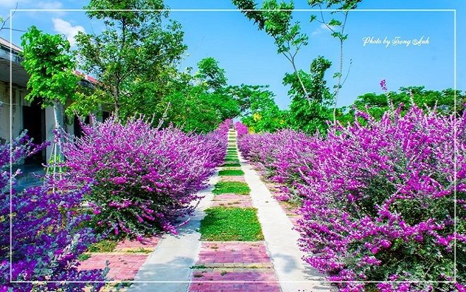 Xuýt xoa trước 'con đường màu tím' cực nên thơ tại Đại học Nha Trang, lạc vào chẳng nỡ rời