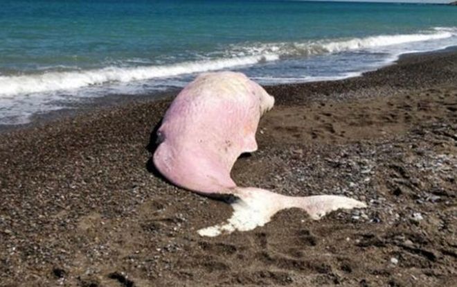 Cá nhà táng chết đau đớn trên bờ biển, trong dạ dày của nó là thứ còn đáng sợ hơn