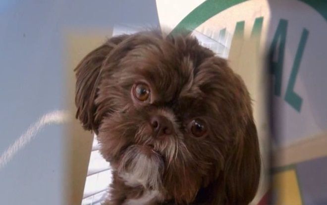 Chú chó khỏe mạnh bị trợ tử để chôn cất cùng người chủ quá cố