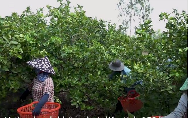 Vườn chanh không hạt thu gần 70 tỷ đồng mỗi năm ở Long An