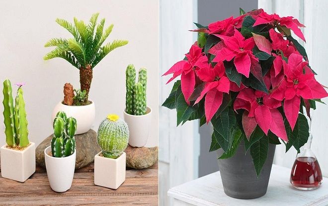 Những loại cây không nên trồng trong nhà để tránh tiêu tán tài lộc, rước bệnh cho gia đình