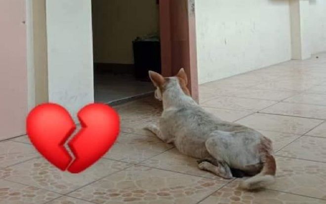 Xúc động cảnh chú chó hoang đợi giáo sư đã khuất nhiều ngày trước cửa phòng học