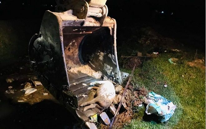 Xác lợn chết trôi trên kênh dương tính với dịch tả lợn châu Phi, nguy cơ phát tán trên diện rộng