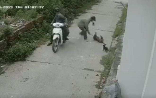 Phẫn nộ clip chó mẹ bị những kẻ trộm chó kích điện bắt đi ngay trước mắt đàn con