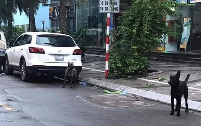 Người chủ thả rông đàn chó dữ khiến công an phải phong tỏa cả khu phố bị phạt 700.000 đồng