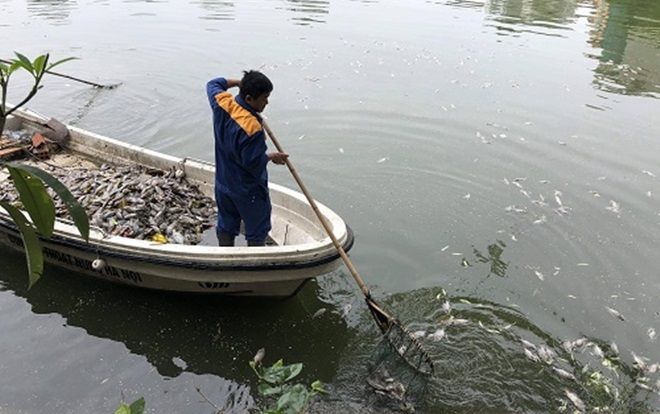 Cá chết ở hồ Văn Chương sau mưa lớn