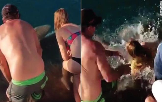 Liều lĩnh cho cá mập ăn, người phụ nữ bị lôi xuống biển, suýt mất ngón tay