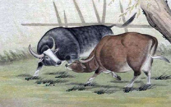 12 con giáp và những ngày sinh đem lại may mắn (P1)