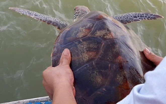 Ngư dân từ chối hơn 250 triệu đồng, quyết thả đồi mồi dứa quý hiếm về biển