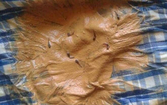 Sinh viên Đại học Kinh tế Quốc dân hoang mang vì nước sinh hoạt tại KTX đầy bùn đất, có 'sinh vật lạ' lúc nhúc