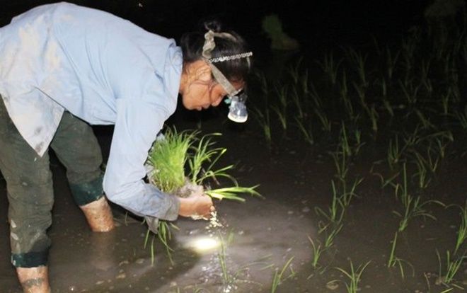 Nắng nóng gay gắt kéo dài, nông dân Thanh Hóa soi đèn đi cấy lúa đêm