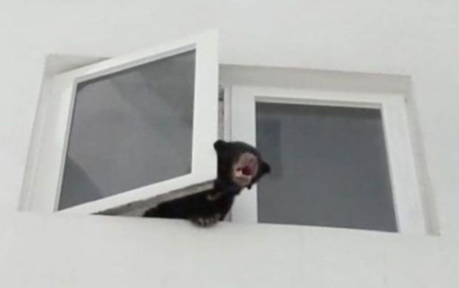 Mang gấu về nhà nuôi vì tưởng nhầm là chó, người phụ nữ nhận cái kết đắng