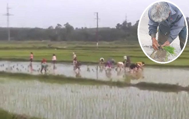 Thấy cụ ông 68 tuổi một mình cấy lúa dưới nắng nóng 40 độ, 30 nữ công nhân xin nghỉ việc xuống giúp