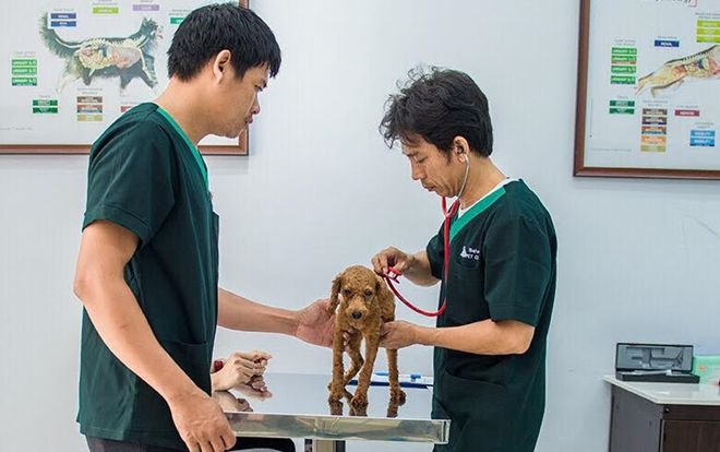 Nuôi thú cưng dần trở thành xu hướng ưa chuộng của nhiều người trẻ