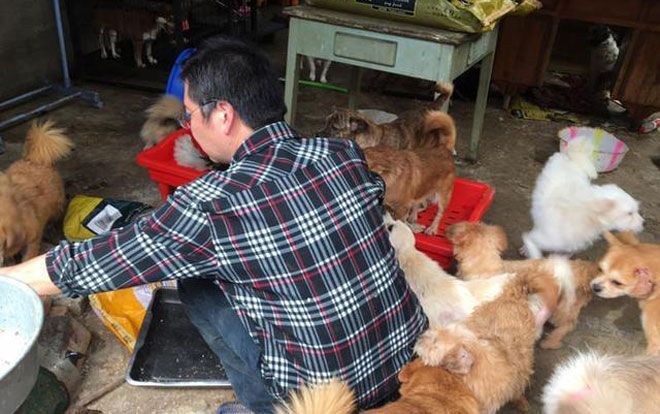 Người đàn ông cưu mang 300 con chó tới khánh kiệt, bố mẹ nghỉ hưu cũng phải nai lưng đi làm trả nợ con