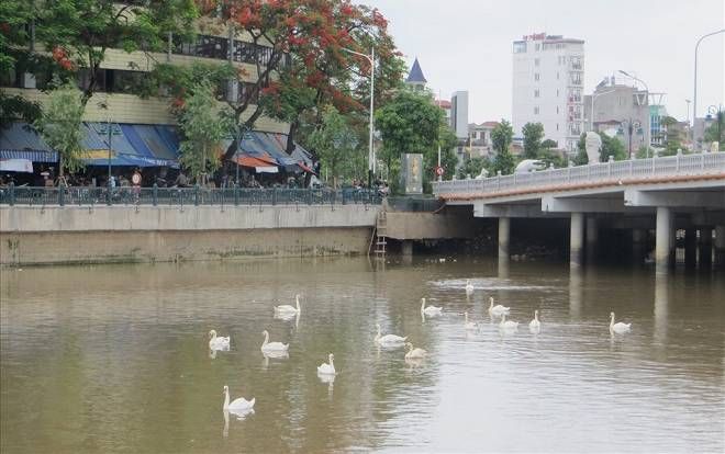 Hải Phòng tiếp tục thả thêm 30 con thiên nga vào hồ Tam Bạc