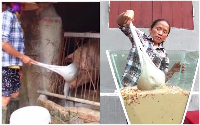 Cộng đồng mạng tranh cãi kịch liệt trước nghi vấn Bà Tân Vlog dùng cùng 1 chiếc vá để cho heo ăn và… khuấy trà sữa