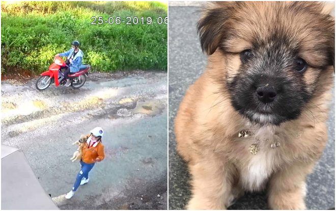 Lại thêm một vụ việc khách du lịch 'vô tư' ẵm chó của quán cafe mang về ở Đà Lạt