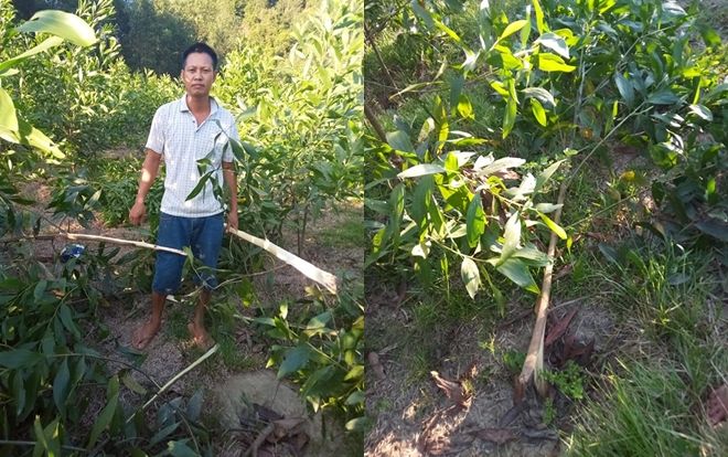 4.000 gốc keo giá trị 100 triệu bị kẻ gian chặt phá
