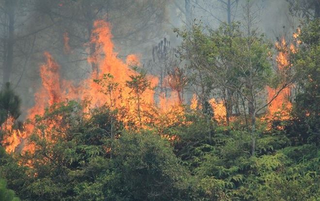 Cháy rừng thông ở Hà Tĩnh, hơn 1.000 người tham gia dập lửa, khẩn cấp di dời hơn 80 hộ dân