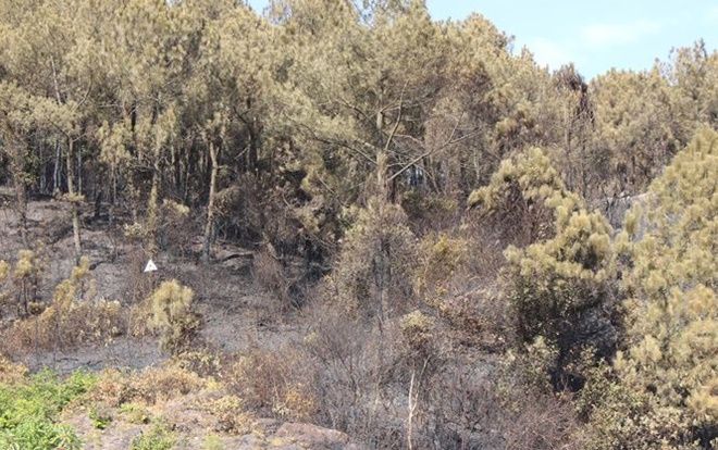 Hiện trường sau vụ cháy rừng lớn nhất ở Hà Tĩnh: Tan hoang dãy Hồng Lĩnh 