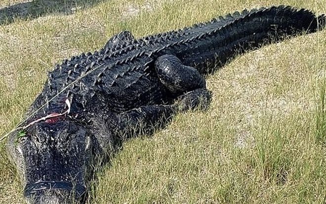 Phát hiện nhiều mảnh thi thể người trong bụng cá sấu nặng hơn 200 kg