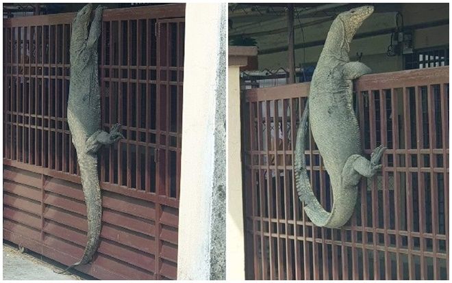 Kỳ đà to như cá sấu mò vào nhà dân gây sốc