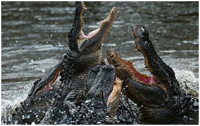 Cặp đôi kinh hãi kể lại cảnh đàn cá sấu ngấu nghiến ăn thi thể đang phân hủy trên hồ
