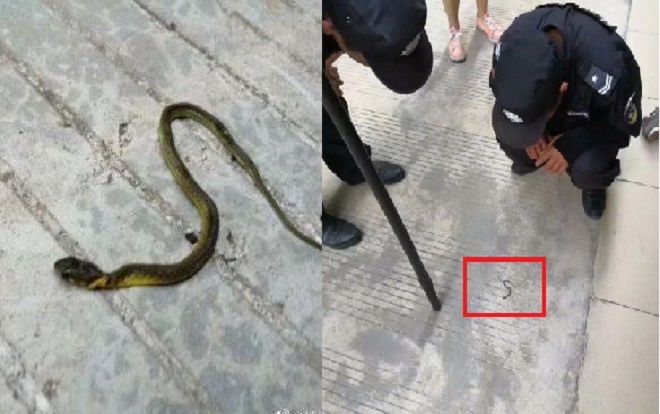 Nghe tin rắn xuất hiện trong kí túc xá khiến các nữ sinh hoảng sợ, bảo vệ chạy đến xử lý và phát hiện sự thật đầy bất ngờ