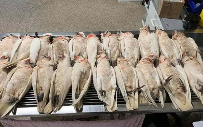 Bí ẩn hàng loạt con vẹt rơi lả tả xuống đồi, với mỏ và mắt chảy máu 'như phim kinh dị'