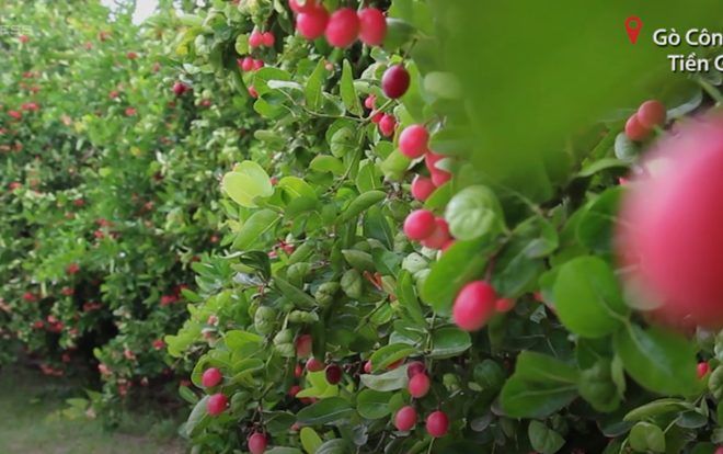 Hàng cây siro chín đỏ ven đường của lão nông miền Tây