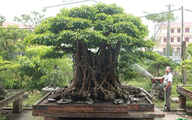 Sanh cổ có rễ như củ nhân sâm, khách trả 100 cây vàng chủ nhân vẫn lắc đầu