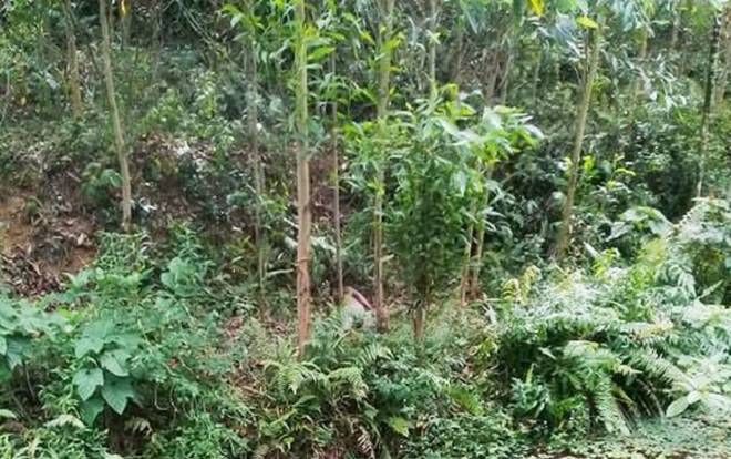Phát hiện người đàn ông tử vong bất thường trong rừng keo, thi thể phân hủy mạnh