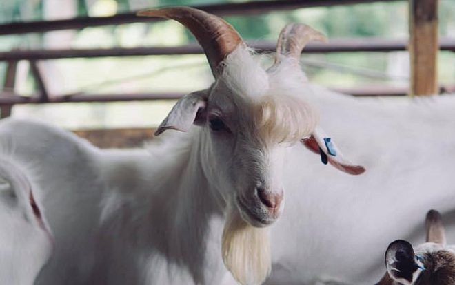 Chú dê có gương mặt, thần thái 'đẹp như siêu sao' gây bão mạng xã hội