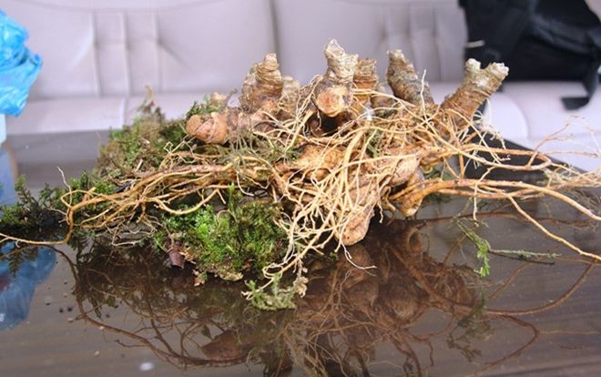 Phát hiện sâm Ngọc Linh cực hiếm 35 năm tuổi ở Quảng Nam