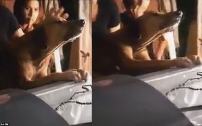 Cảm động chú chó bám chặt vào quan tài, không chịu rời người chủ đã khuất nửa bước