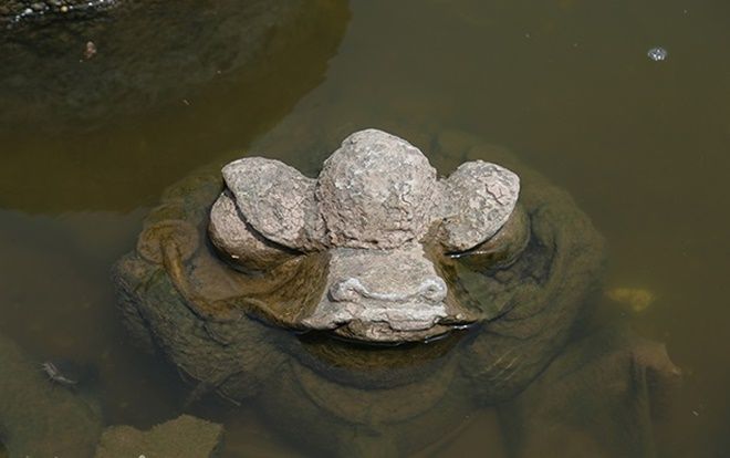 Nước hồ Tây chuyển màu trong vắt hé lộ nhiều điều bất ngờ dưới đáy