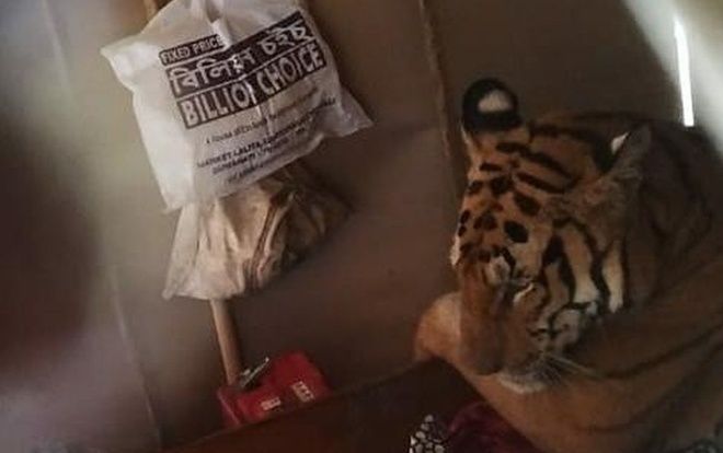 Hổ mò vào nhà dân chiếm giường, ngủ ngon lành sau khi mệt vì 'chạy lũ'