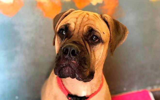 Cô chó băng hơn 200 km đường rừng, 'rớm nước mắt' quay về nhà người chủ đã bỏ rơi mình