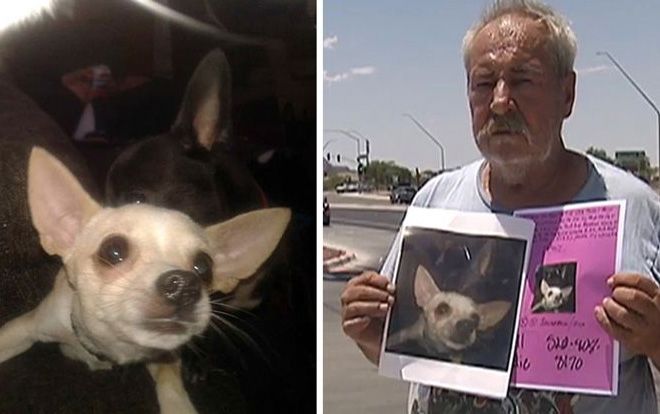 Mất chó cưng, người đàn ông hứa thưởng quà ‘siêu khủng’ cho bất kỳ ai tìm được