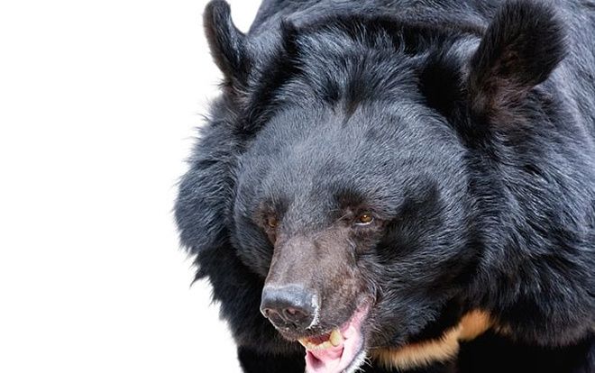 Giây phút gấu vồ, lôi nhân viên vườn thú qua hàng rào dây sắt rồi cắn